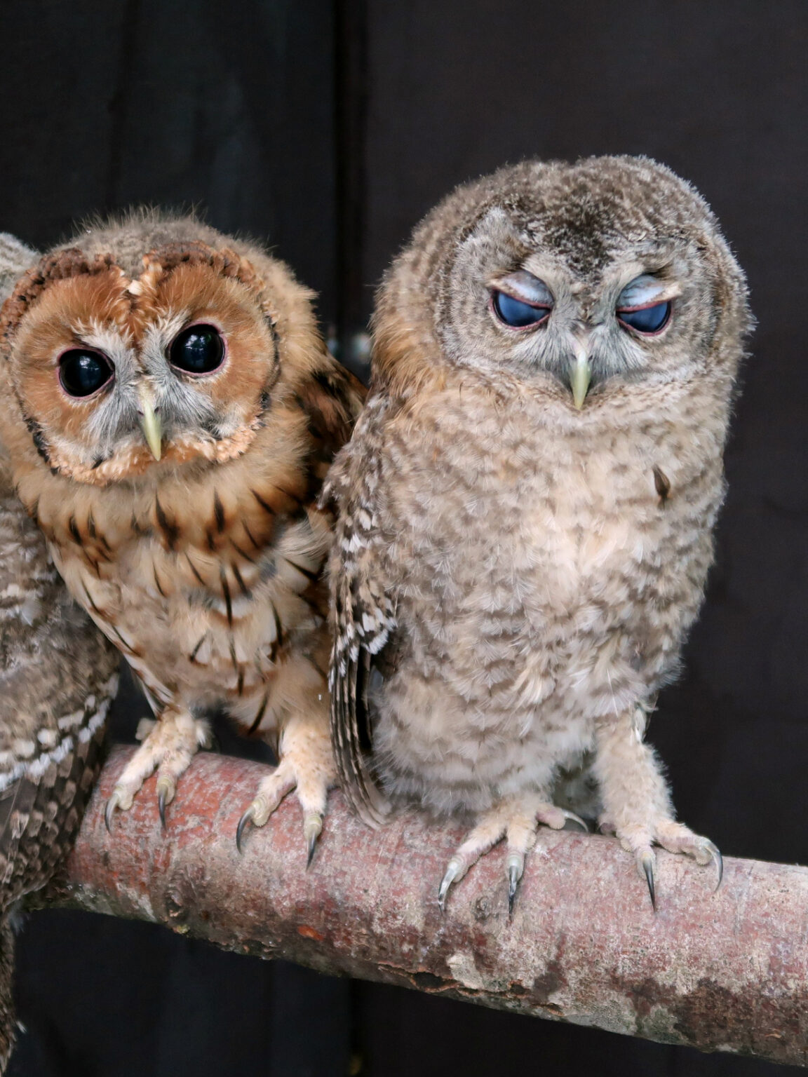 Home - Greifvogelstation